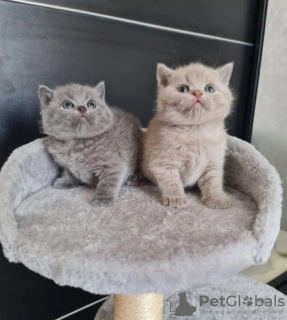 Photo №1. british shorthair - for sale in the city of Mäinnikkö | Is free | Announcement № 115777