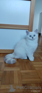 Photo №1. british shorthair - for sale in the city of Kiev | 1500$ | Announcement № 27673