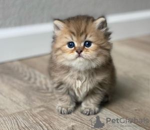 Photo №1. persian cat - for sale in the city of Pomona | 220$ | Announcement № 104293