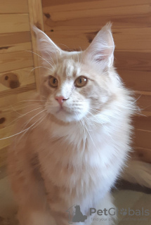 Photo №2 to announcement № 8494 for the sale of maine coon - buy in United States private announcement