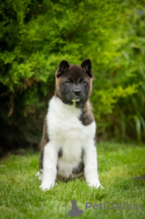 Photo №1. american akita - for sale in the city of Dnipro | 1414$ | Announcement № 69327