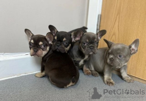Photo №1. french bulldog - for sale in the city of Dusseldorf | negotiated | Announcement № 31945
