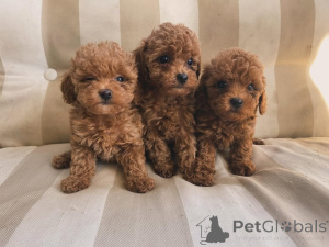 Photo №1.  - for sale in the city of Bayerisch Eisenstein | negotiated | Announcement № 158056