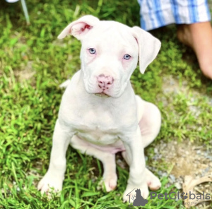 Photo №2 to announcement № 103847 for the sale of american pit bull terrier - buy in Germany private announcement