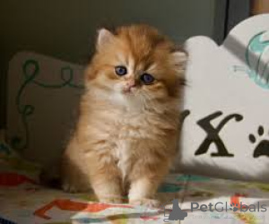 Photo №2 to announcement № 166343 for the sale of british longhair - buy in Finland private announcement, breeder