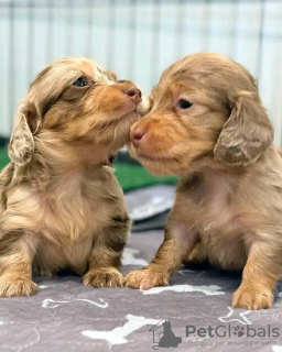 Photo №3. healthy dachshund puppies. United States