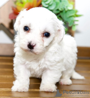 Photo №3. Bichon Frise. Italy