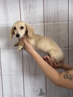 Photo №2 to announcement № 94663 for the sale of dachshund - buy in Romania private announcement