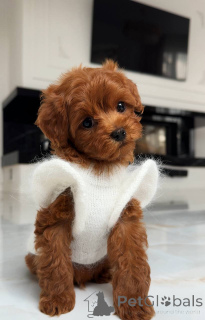 Photo №2 to announcement № 163964 for the sale of maltese dog - buy in Germany breeder