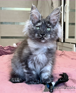 Photo №3. Maine Coon Polydactyl Girl. Russian Federation