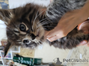 Photo №2 to announcement № 38812 for the sale of maine coon - buy in Ukraine private announcement