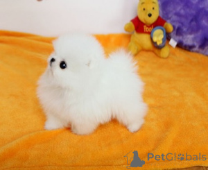 Photo №2 to announcement № 168847 for the sale of pomeranian - buy in Ukraine 