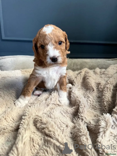 Photo №2 to announcement № 175720 for the sale of australian cattle dog - buy in Germany private announcement