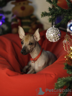 Photo №1. mexican hairless dog - for sale in the city of Kirov | 473$ | Announcement № 9160