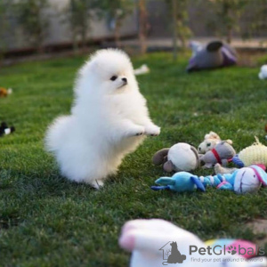 Photo №1. pomeranian - for sale in the city of Heidelberg | 380$ | Announcement № 118235