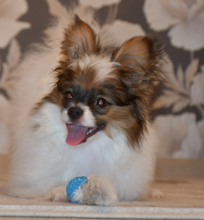 Photo №1. papillon dog - for sale in the city of Minsk | Negotiated | Announcement № 4557