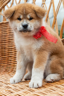 Photo №2 to announcement № 4259 for the sale of akita - buy in Belarus private announcement