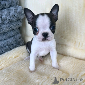 Photo №3. Teacup-french bulldog zur Adoption. Germany