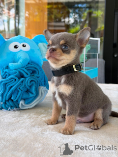 Photo №3. Adorable Chihuahua Puppies Ready for Loving Homes. Germany