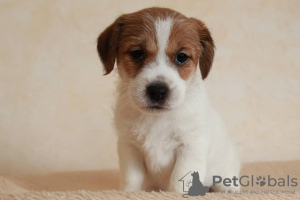 Photo №2 to announcement № 9742 for the sale of jack russell terrier - buy in Russian Federation breeder