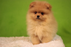 Additional photos: Pomeranian Spitz