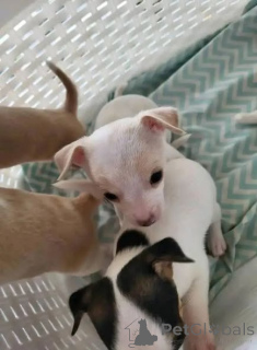 Photo №2 to announcement № 166829 for the sale of chihuahua - buy in United Kingdom private announcement, breeder