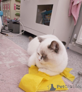 Photo №3. British shorthair colour point male. Germany