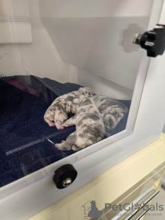 Photo №2 to announcement № 132756 for the sale of french bulldog - buy in Germany private announcement