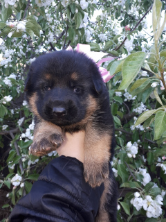 Additional photos: Selling purebred German Shepherd puppy, girl.