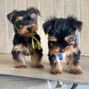 Photo №2 to announcement № 175853 for the sale of yorkshire terrier - buy in Spain 