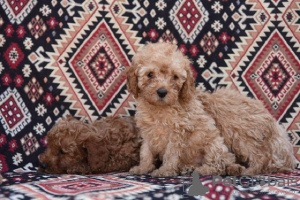 Photo №4. I will sell poodle (toy) in the city of Żabalj. breeder - price - negotiated