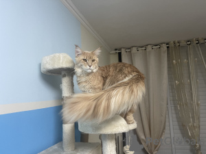 Photo №1. Mating service - breed: maine coon. Price - negotiated