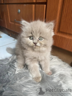 Photo №3. british longhair. Germany