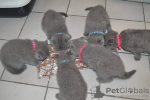 Photo №1. british shorthair - for sale in the city of Leipzig | negotiated | Announcement № 123658