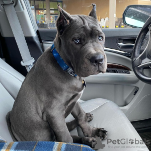 Photo №1. cane corso - for sale in the city of Gothenburg | 687$ | Announcement № 119549