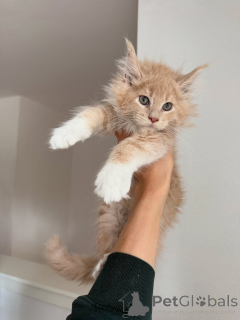 Photo №2 to announcement № 155394 for the sale of maine coon - buy in Ireland private announcement
