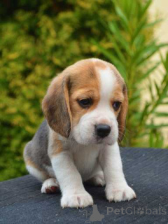 Photo №2 to announcement № 167675 for the sale of beagle - buy in Germany private announcement, breeder