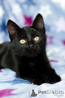 Photo №4. I will sell  in the city of Minsk. private announcement - price - Is free