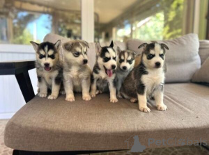 Photo №2 to announcement № 149699 for the sale of siberian husky - buy in Germany private announcement