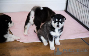 Photo №2 to announcement № 63481 for the sale of siberian husky - buy in United States breeder