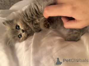 Photo №2 to announcement № 141885 for the sale of british shorthair - buy in Georgia private announcement