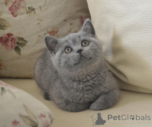 Photo №1. british shorthair - for sale in the city of Bucharest | 565$ | Announcement № 146023