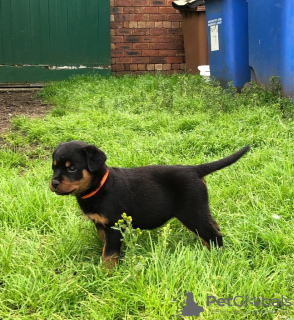 Photo №2 to announcement № 99359 for the sale of rottweiler - buy in Germany private announcement