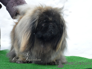 Photo №4. I will sell pekingese in the city of Москва. from nursery, breeder - price - negotiated