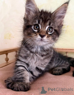 Photo №1. maine coon - for sale in the city of Bad Kleinkirchheim | 361$ | Announcement № 171165