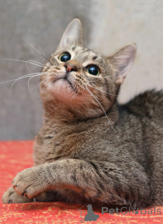 Photo №3. Young tiger cat Sema is looking for a home. Russian Federation