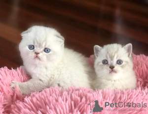 Photo №1. scottish fold - for sale in the city of Bátonyterenye | 370$ | Announcement № 123045