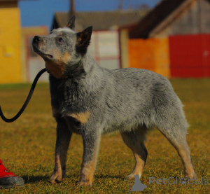 Additional photos: Australian Cattle Dog Puppies for Sale Male & Female