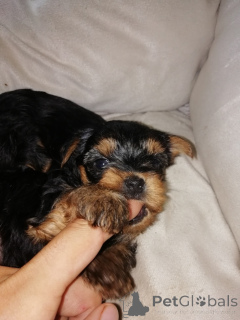 Photo №2 to announcement № 155855 for the sale of beaver yorkshire terrier, yorkshire terrier - buy in Latvia private announcement, from nursery, breeder