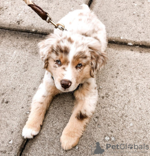 Photo №1. australian shepherd - for sale in the city of Мальмё | 359$ | Announcement № 123890